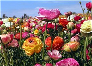 Flowers 101: Ranunculus